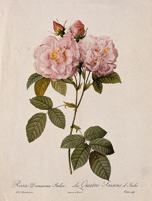 Damask Rose Flowering Stem. (1824) by P.J. Redouté